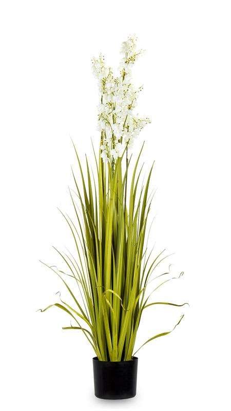 Roślina Dekoracyjna