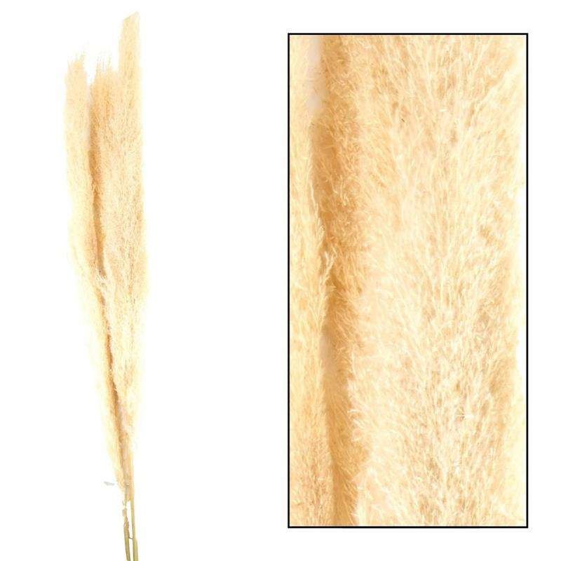 Susz Pampas Jaxx Krem 1 Kpl. 3 Szt