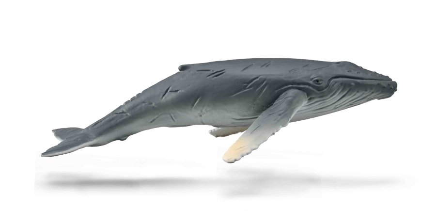 Humbak młody - Collecta
