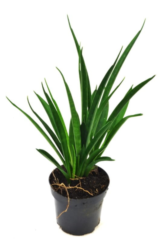 Opinie o Sansevieria Kirkii Sansewieria Wężownica P12