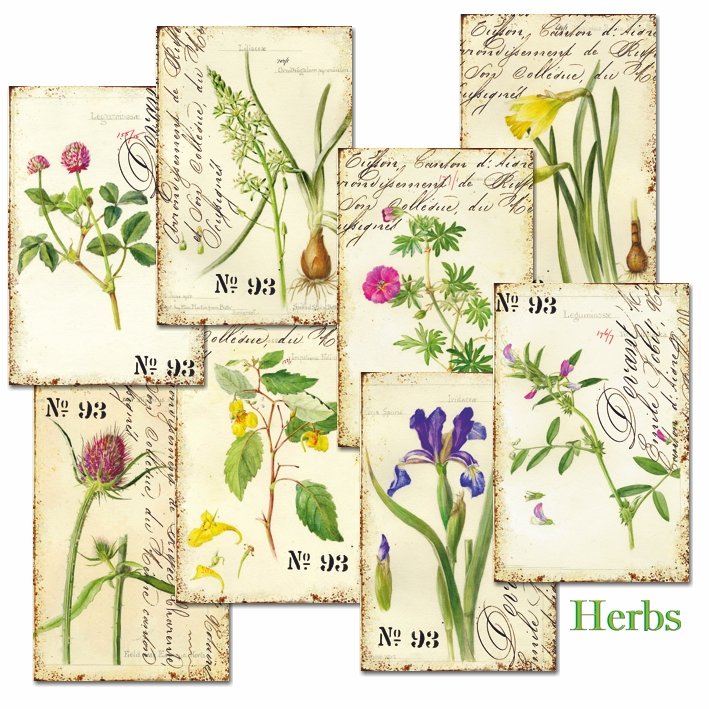 Papiery Do Scrapbookingu - Bileciki Prezentowe – Karneciki Zestaw M110 Zioła 24Szt