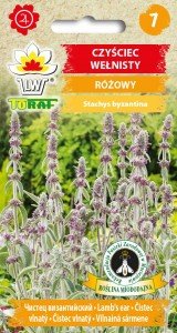 Czyściec Wełnisty Miododajna Bylina 0,2 G Różowy