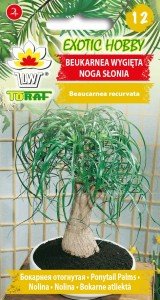 Toraf EXOTIC Beukarnea wygięta nasiona 7 szt 00281