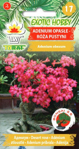 EXOTIC HOBBY Adenium opasłe - róża pustyni