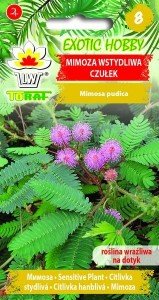EXOTIC HOBBY Czułek, Mimoza wstydliwa