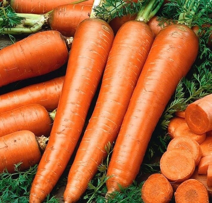 Nasiona Marchew Flakkese2-Flacoro 5G. Spójnia