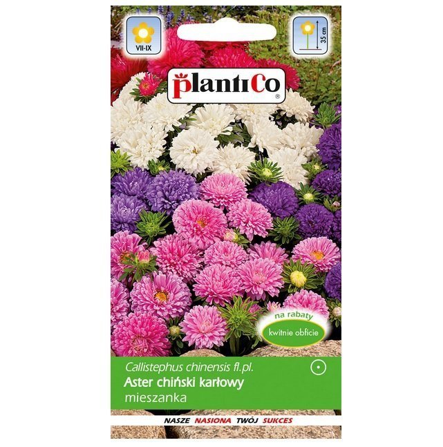 Plantico Aster chiński karłowy mix