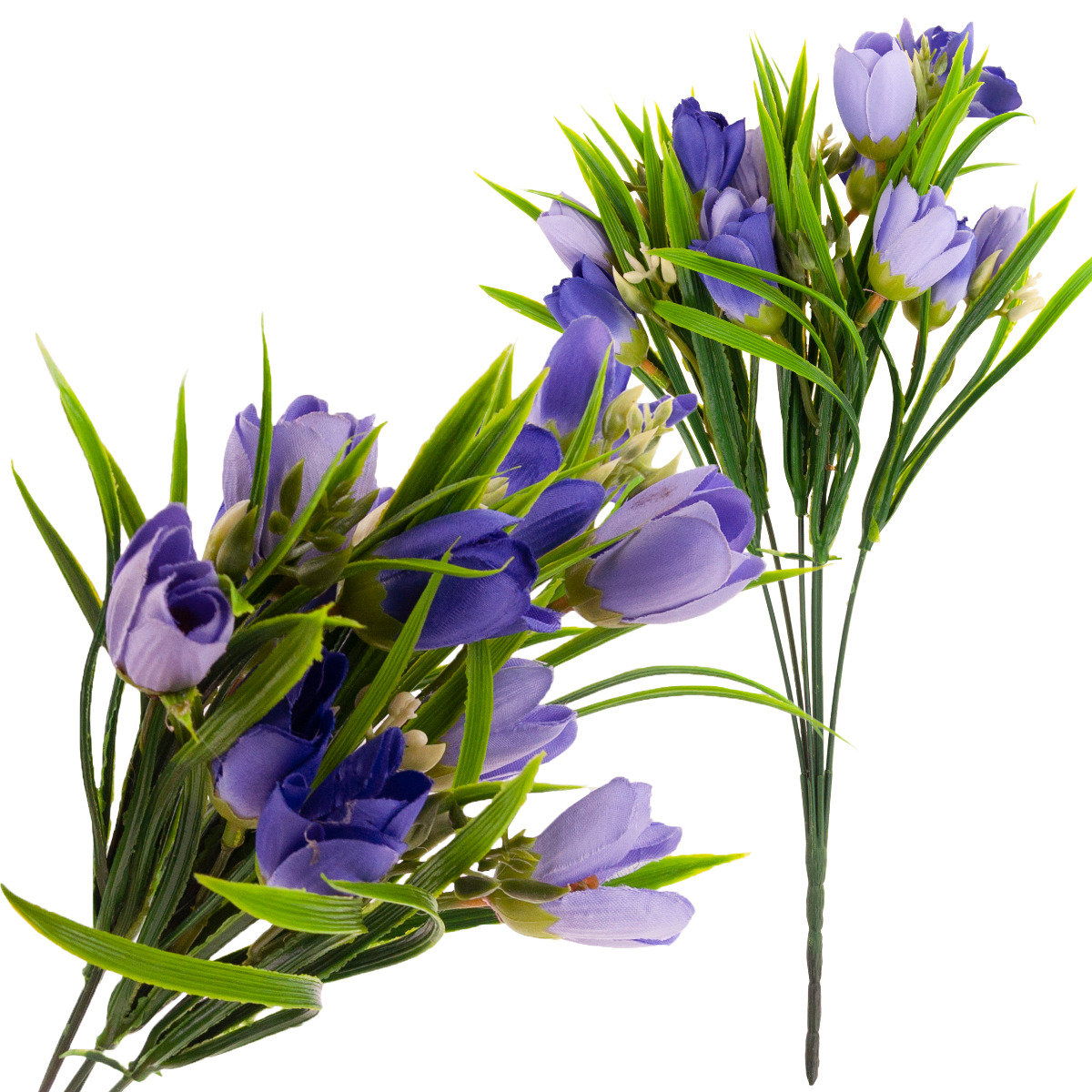 Krokus Krokusy Bukiet Krokusów W Trawie Wiosna