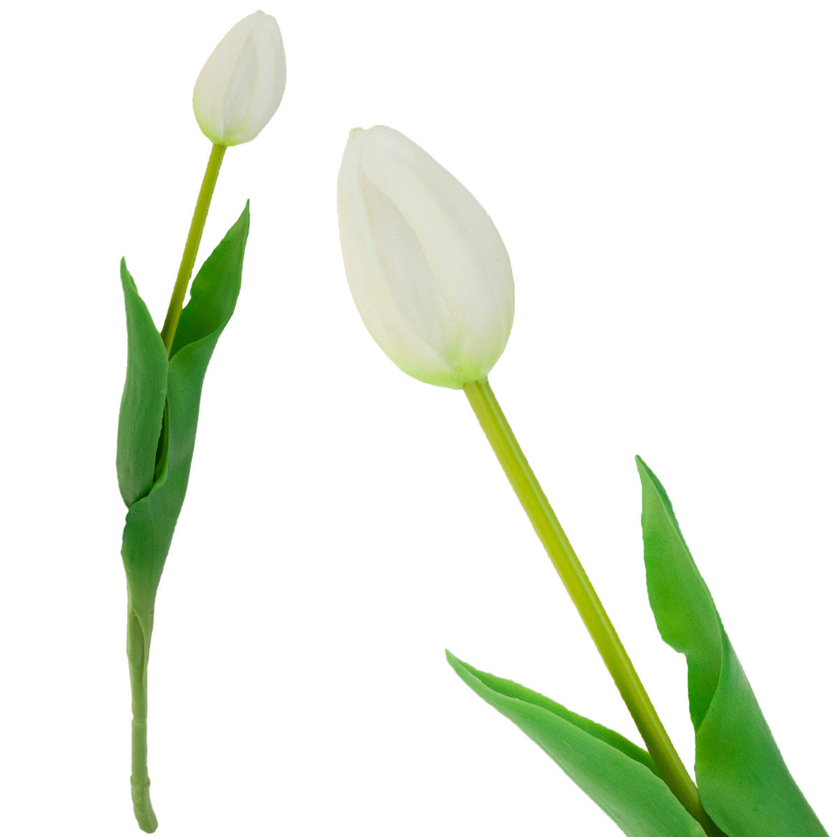 Tulipan Pojedynczy Gumowany Biały Jak Żywy Kwiat