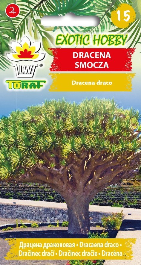 Toraf EXOTIC Dracena smocza nasiona 5 szt 00282