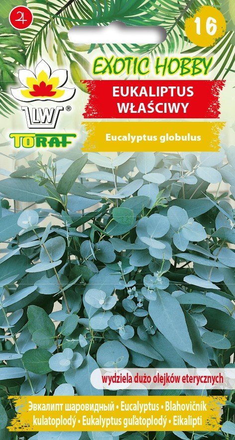 Eukaliptus Właściwy 
(Wydziela Dużo Olejków Eterycznych)
Eucalyptus Globulus