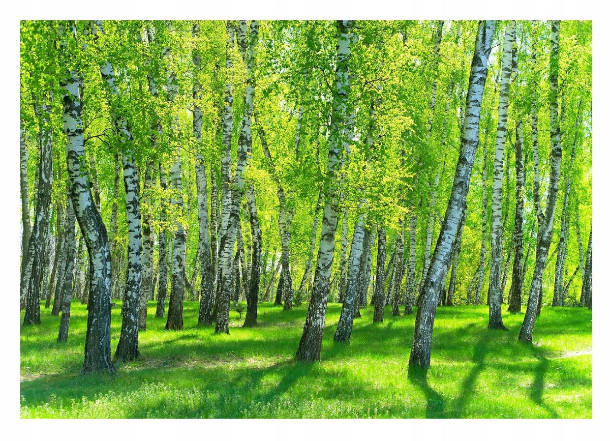 Fototapeta LAS BRZOZOWY 3D Drzewa Natura 312x219