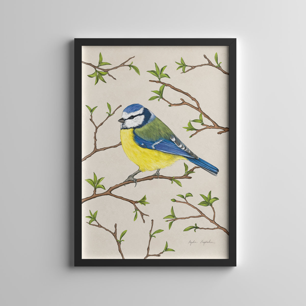 Plakat modraszka z tłem 30x40 cm autorska ilustracja, dekoracja, sikorka modra, TukanMedia