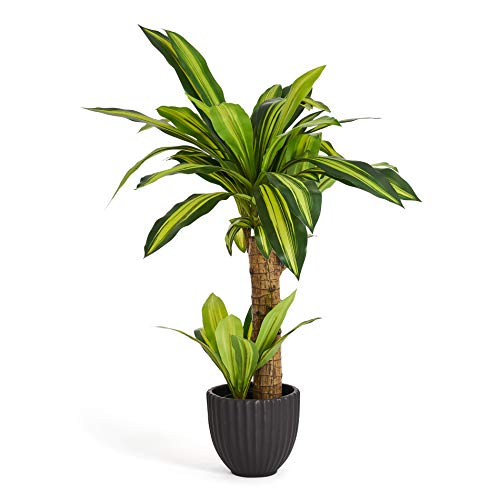 4Ever Green Sztuczna realistyczna Dracena, smok, roślina Dracena, sztuczna wysoka roślina do domu, pokoju, wewnątrz, na zewnątrz, dekoracja w plastikowej doniczce, 75 cm