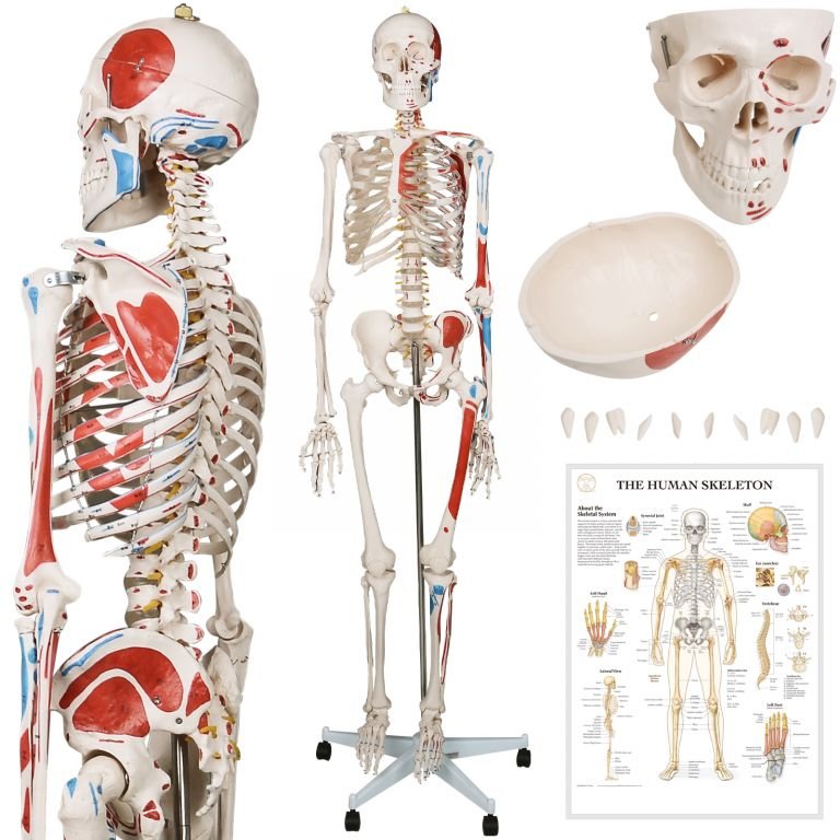 Jago Human Anatomy Skeleton z detalami malowania mięśni, 181