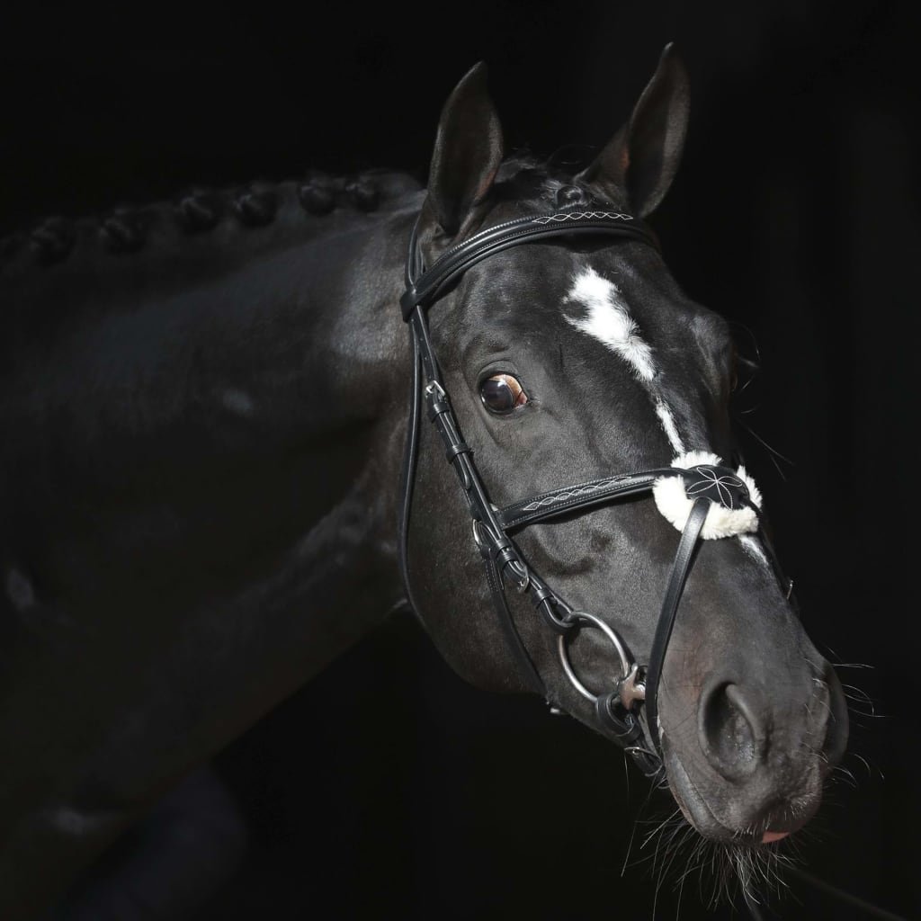 Covalliero Ogłowie Cancun, cob, czarne