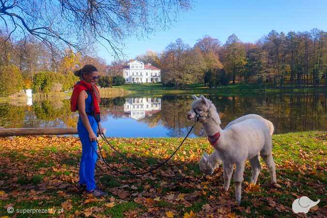 Spacer z alpaką po Złotym Potoku - Częstochowa (okolice)