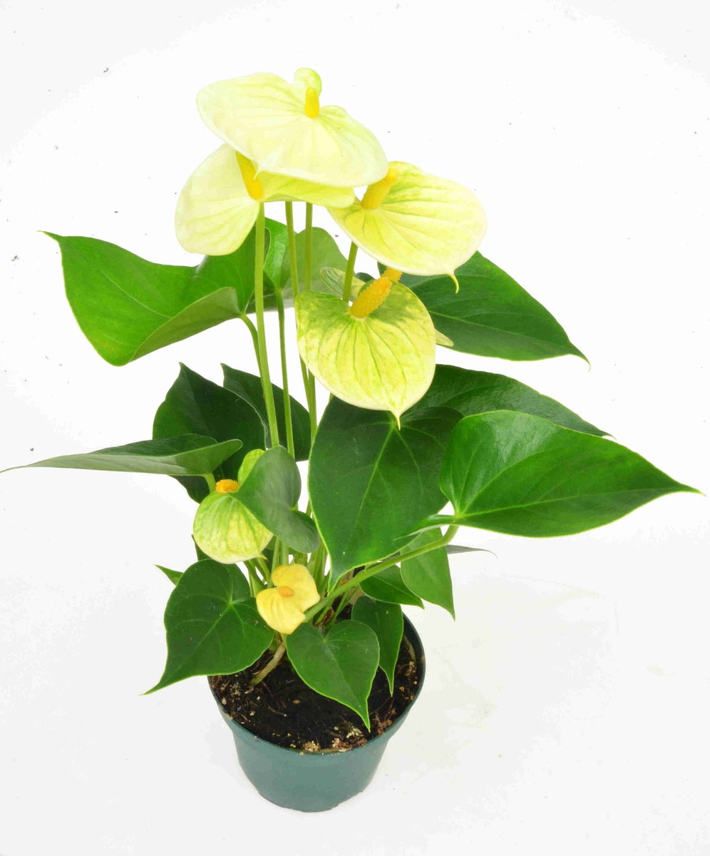 Anturium Wanilia anthurium P12