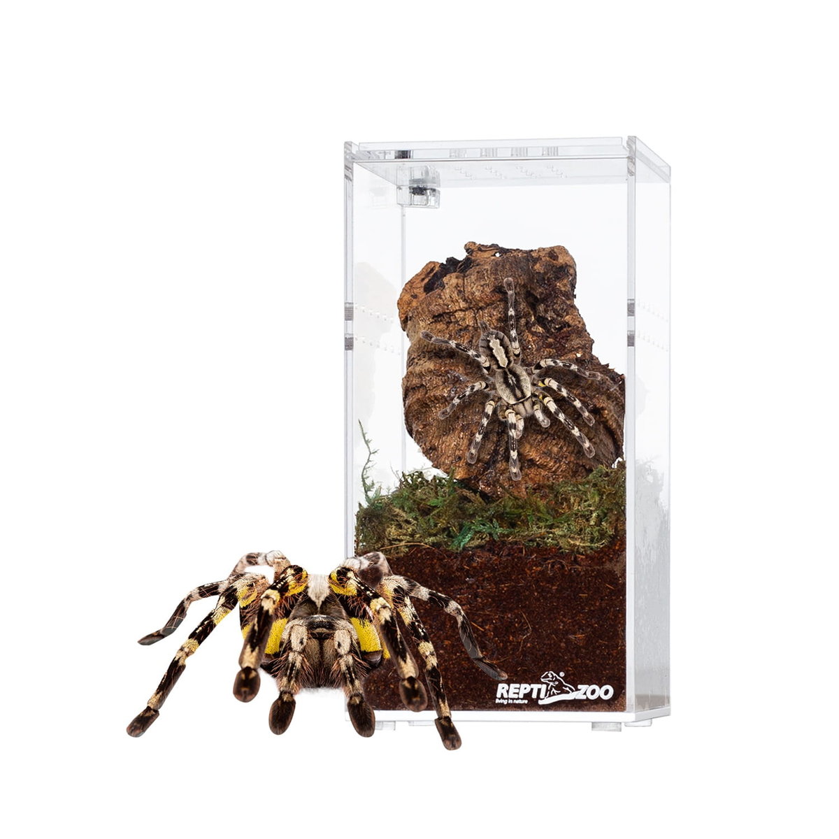 Repti-Zoo Terrarium Akrylowe Wysokie 7,5X7,5X15Cm