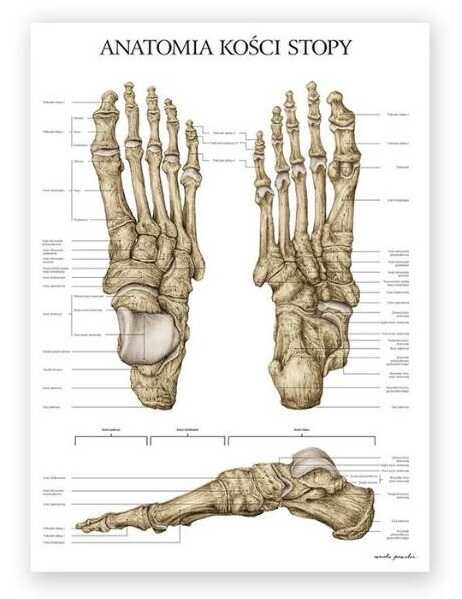 Plakat anatomiczny - Kości stopy - Marta Pawelec - pomoc dydaktyczna, wyposażenie gabinetów medycznych