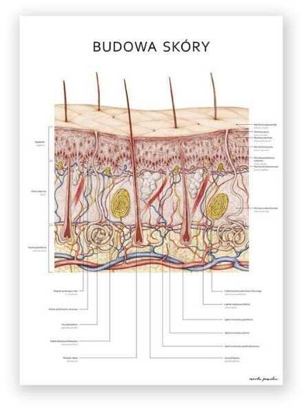 Plakat anatomiczny - Budowa skóry - Marta Pawelec - pomoc dydaktyczna, wyposażenie gabinetów medycznych