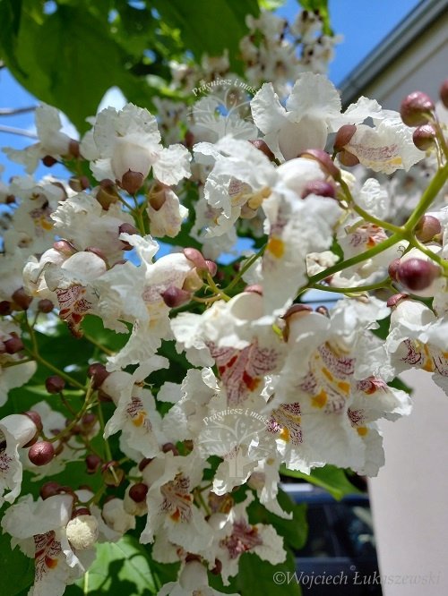 Opinie o Katalpa surmia bignoniowa sadzonka