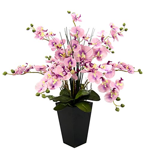 Orchidea w doniczce
