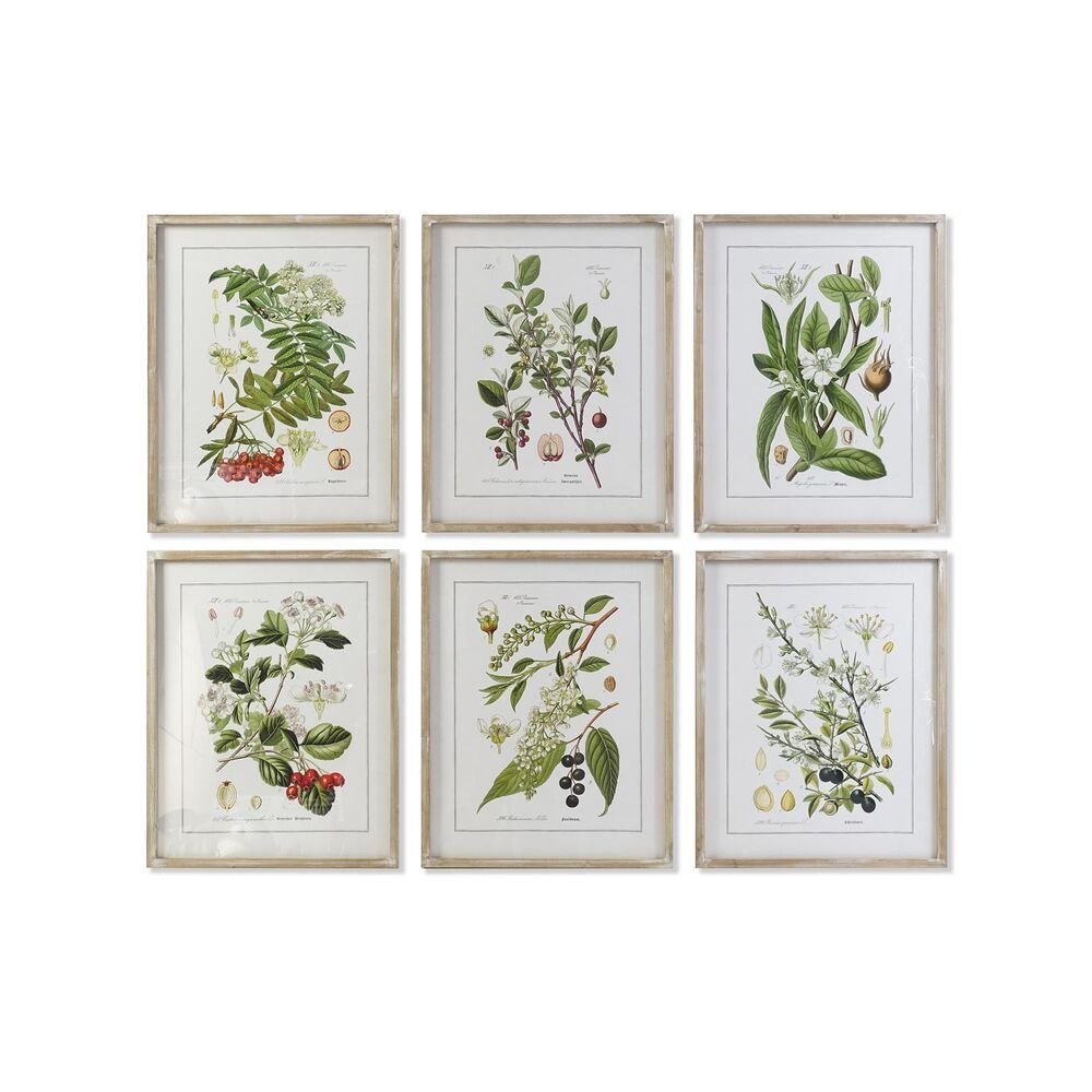 Emaga Obraz DKD Home Decor Rośliny botaniczne (55 x 2 x 70 cm) (6 Sztuk)