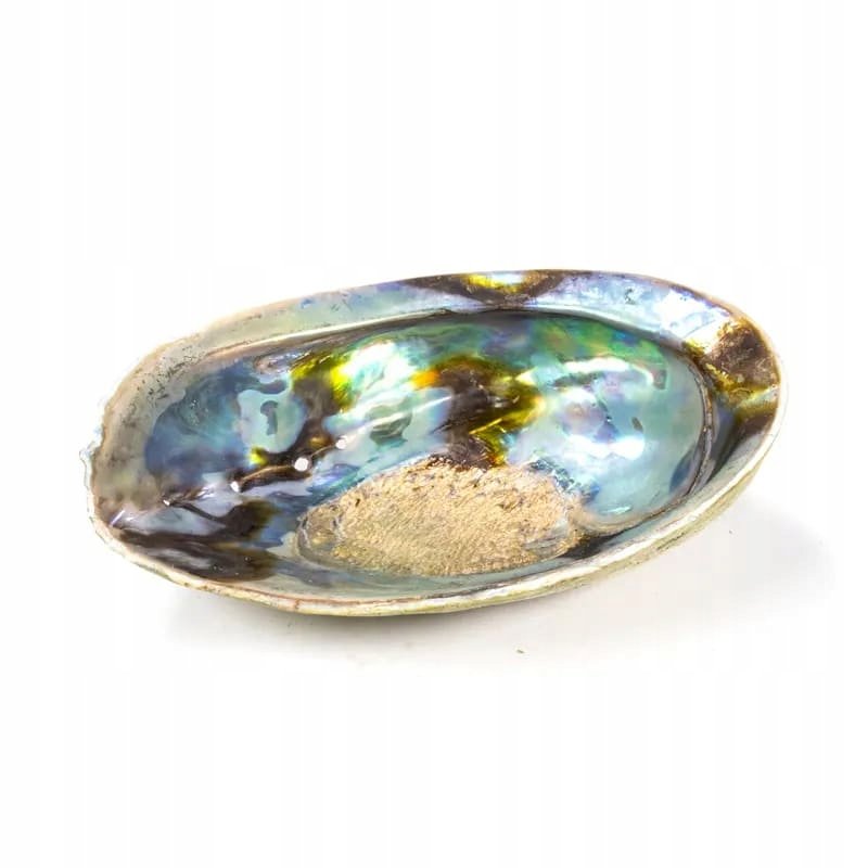Rainbow Abalone (Paua) muszla Podstawka