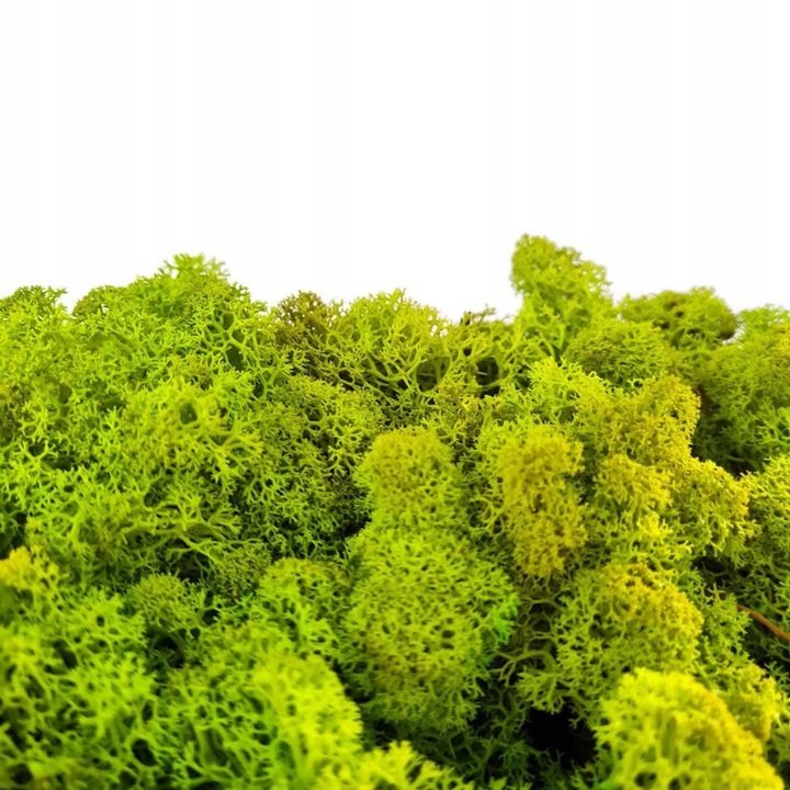 Mech Reniferowy Chrobotek 500G - Limonkowy