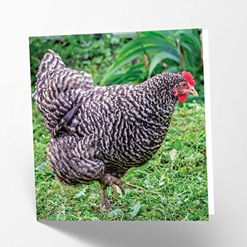 Maturi Pusta kartka z pozdrowieniami z obrazem Plymouth Rock Hen