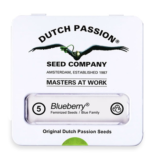 Nasiona konopi Dutch Passion - BlueBerry (fem) 5 szt.