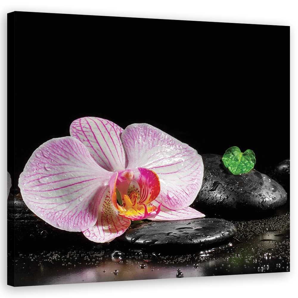 Obraz na płótnie, Kwitnąca orchidea zen (Rozmiar 50x50)