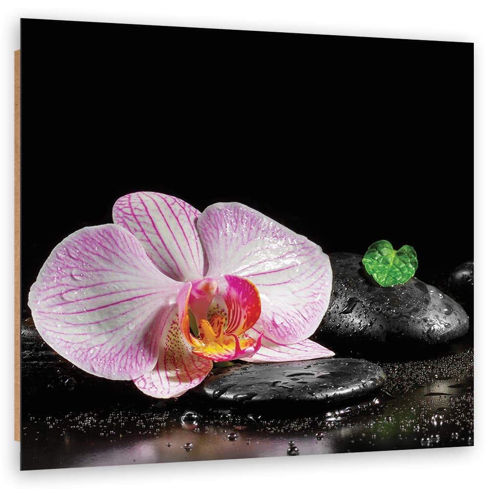 Obraz Deco Panel, Kwitnąca orchidea zen (Rozmiar 30x30)