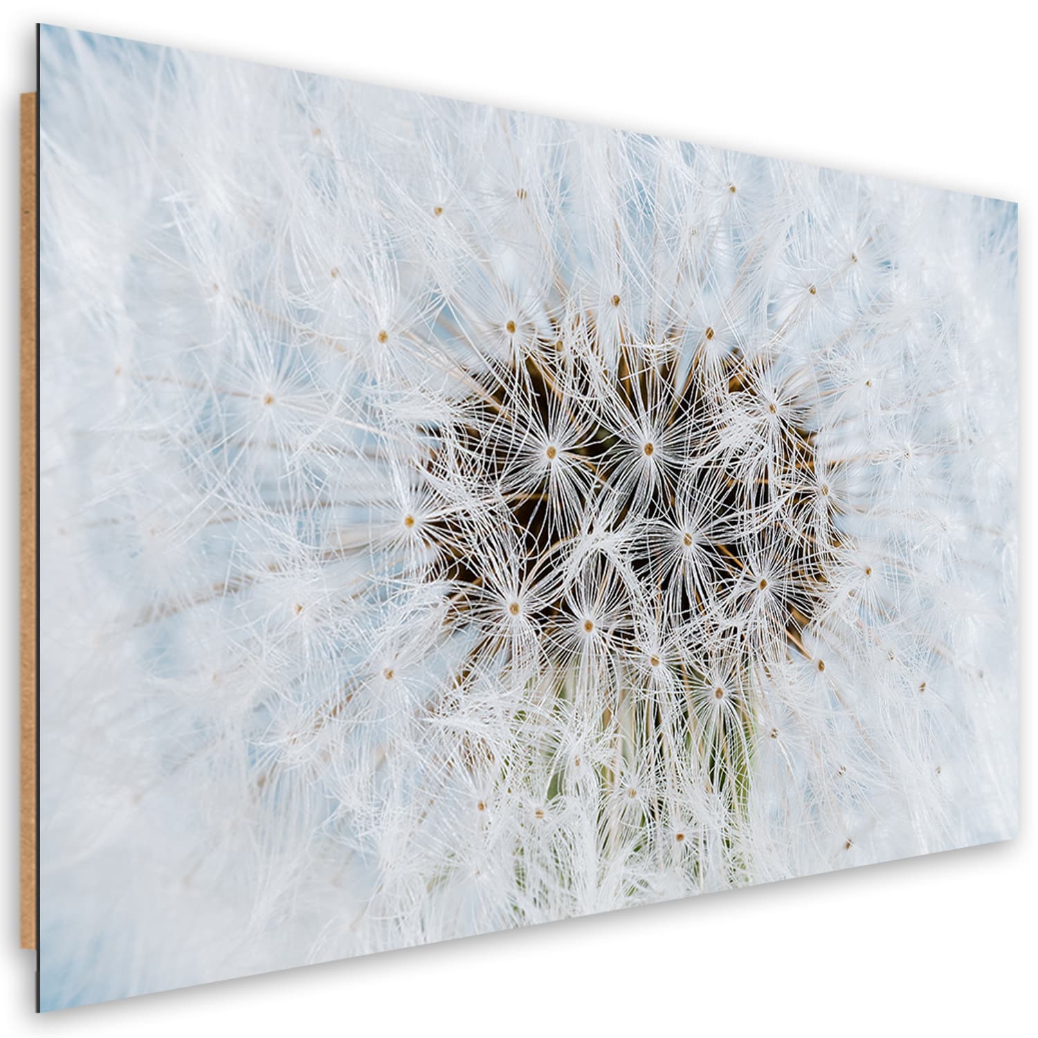 Obraz Deco Panel, Dmuchawiec biały kwiaty (Rozmiar 90x60)