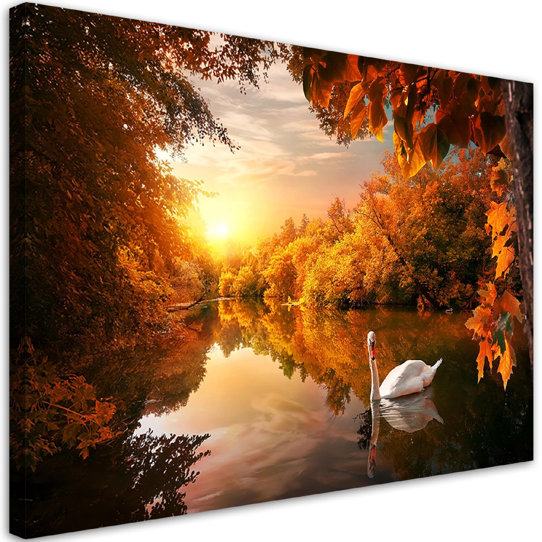 Obraz na płótnie, Łabędź na stawie jesień (Rozmiar 120x80)