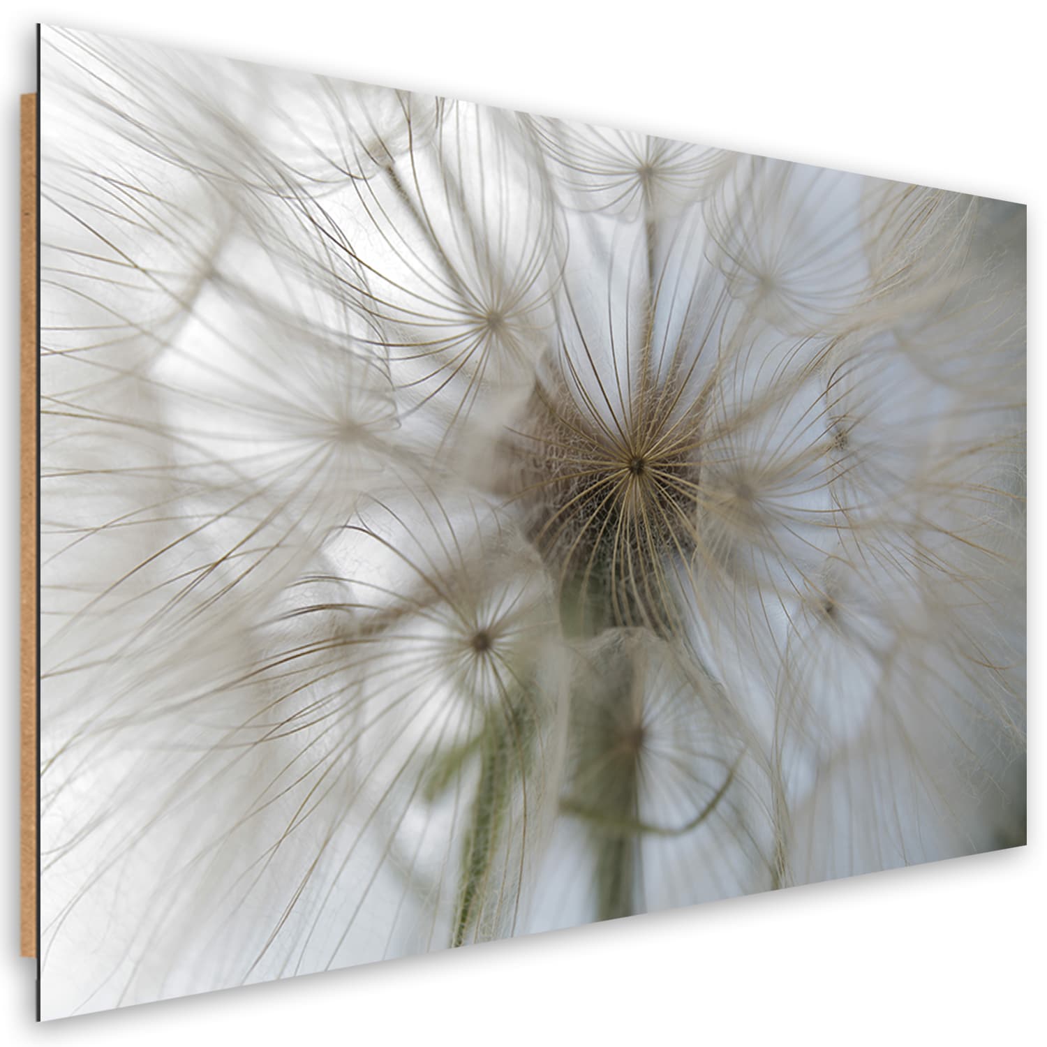 Obraz Deco Panel, Dmuchawiec w skali makro (Rozmiar 100x70)