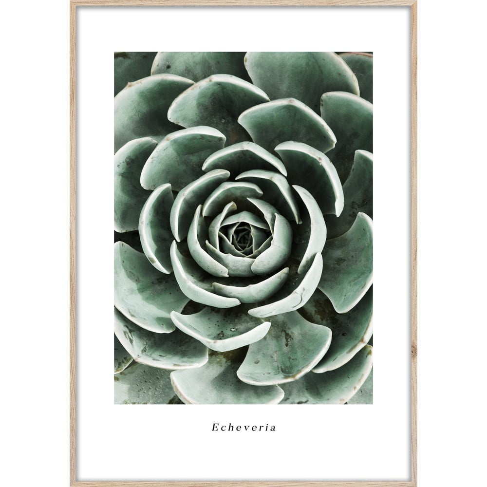 Plakat w ramie 50x70 cm Echeveria – Styler
