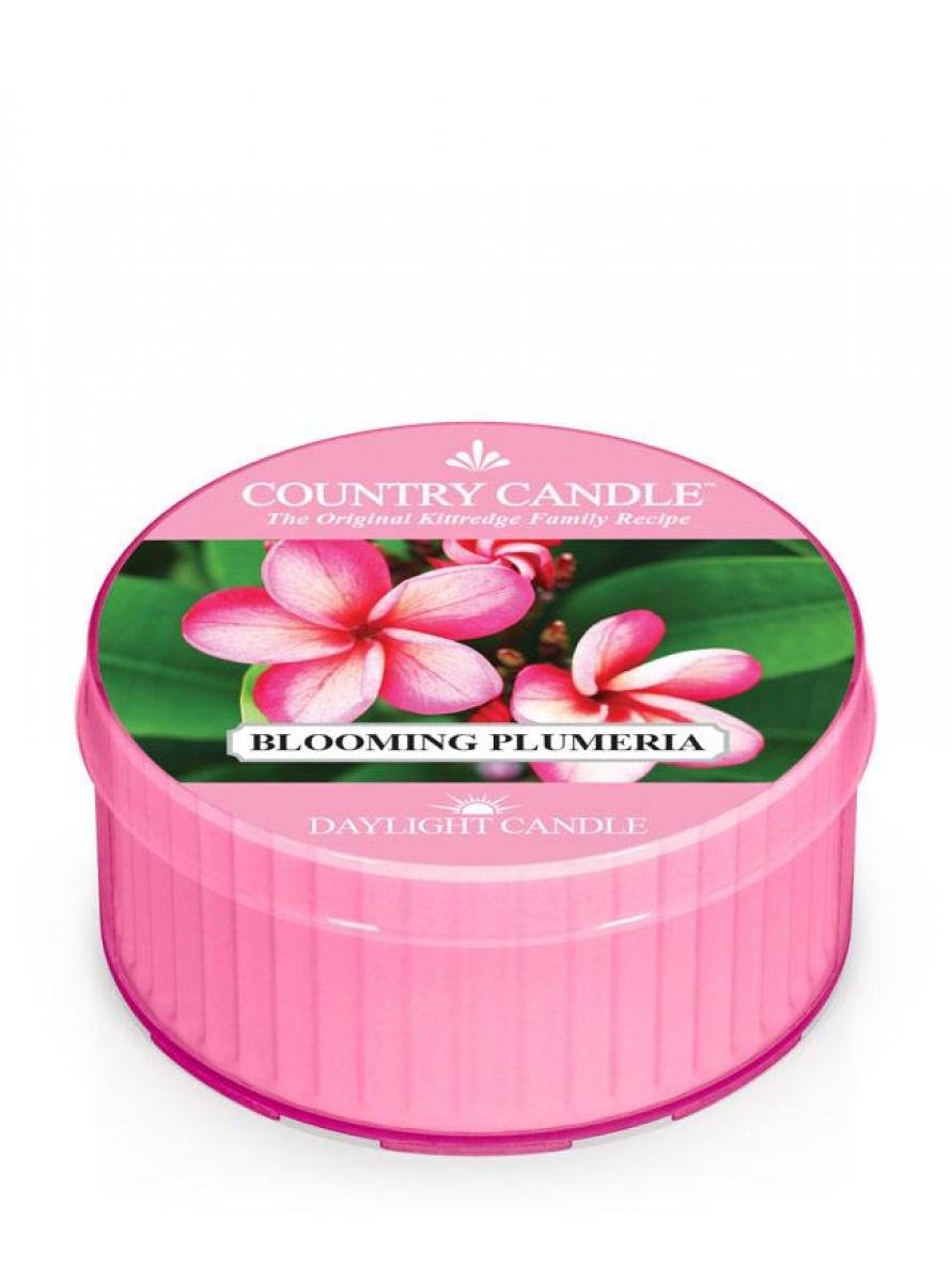 Daylight Country Candle Country Candle, Blooming Plumeria, świeca zapachowa 1 knot