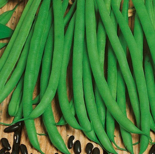 Kiepenkerl Fasola Negra odporna Kiepenkerl 101599