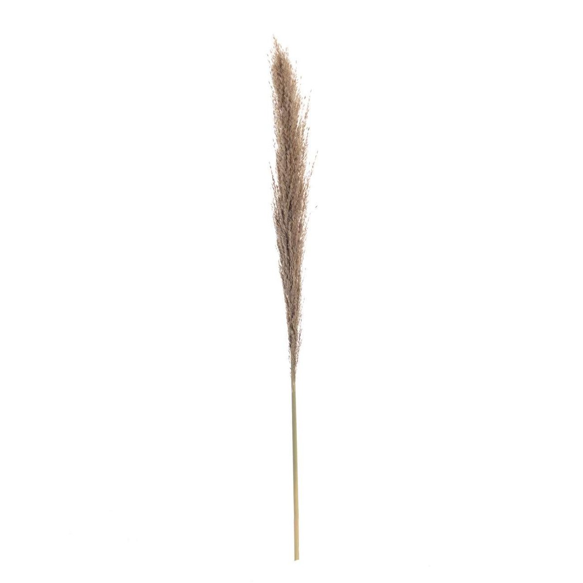 Dekoria.pl Dekoria.pl Gałązka Pampas Grass 130cm 130 cm 814-369