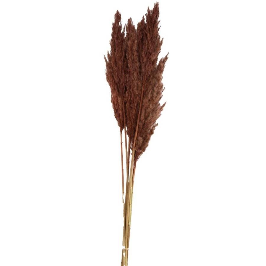 Trawa pampasowa Kyan brązowa 75 cm
