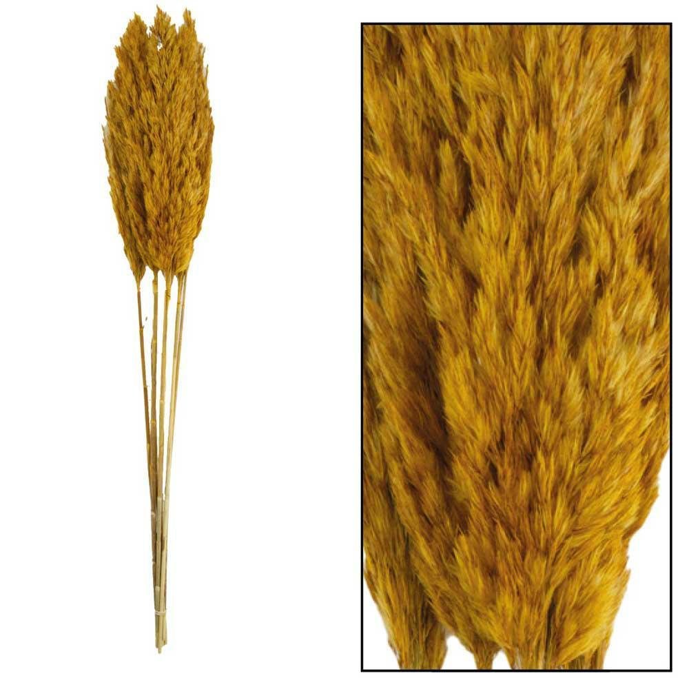 Trawa pampasowa Kyan ochra 75 cm