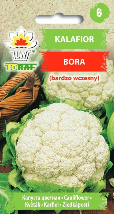 Kalafior BORA (b. wczesny)
Brassica oleracea L. var. botrytis