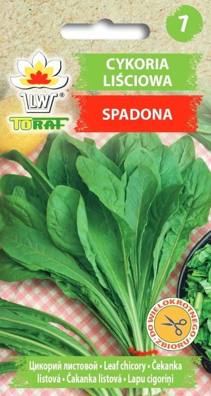 Cykoria liściowa SPADONA (zielona) Cichorium intybus L. var. foliosum Hegi