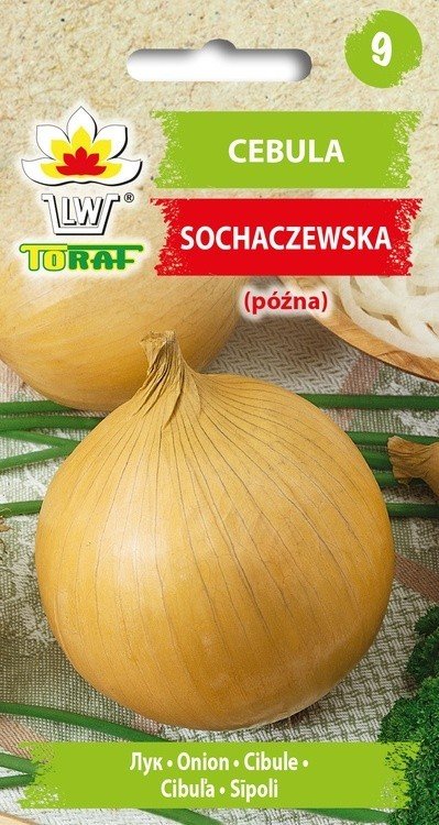 Cebula SOCHACZEWSKA (późna) Allium cepa L.