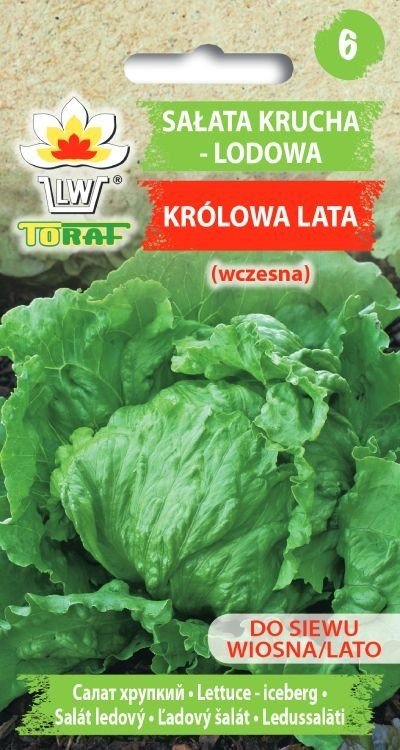 Sałata Krucha Lodowa Królowa Lata (Wczesna)
Lactuca Sativa L.