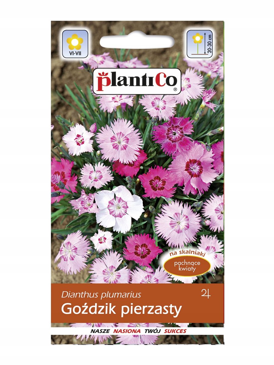 Plantico Goździk pierzasty mix