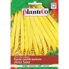 Plantico Fasola szparagowa żółta Złota Saxa