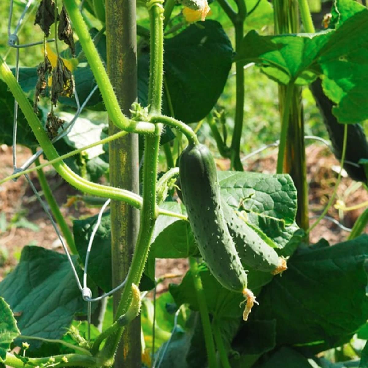 Plantico Ogórek Gomes F1